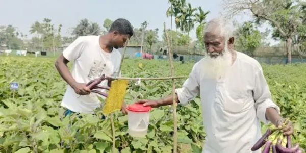 সবজি চাষে অনেকের অনুপ্রেরণা কৃষক তমিজ উদ্দিন